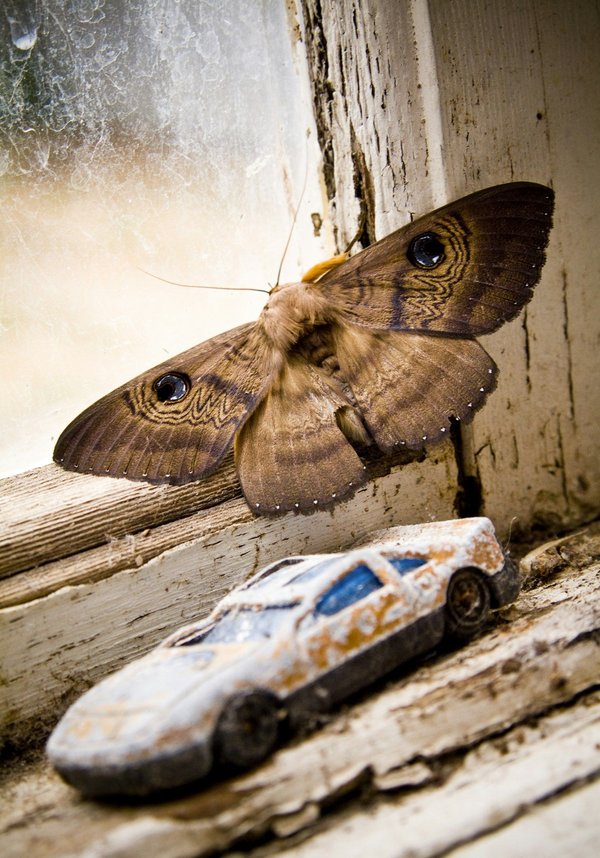 Traitement contre la pyrale du buis : combien de temps dure un traitement ?